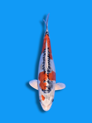 Doitsu Kujaku | Koi&Co.